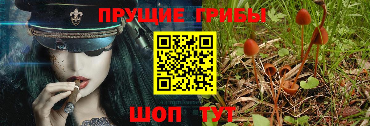 Галлюциногенные грибы Cubensis Краснодар